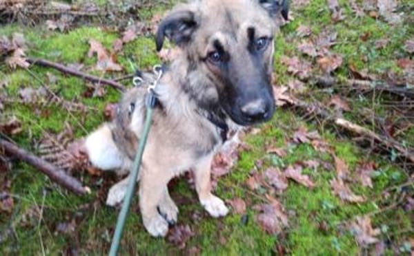 Scheues Hundekind Lucy sucht Heimat