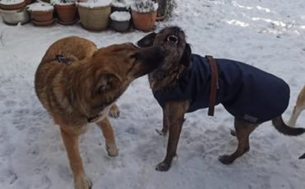 Scheues Hundekind Lucy sucht Heimat