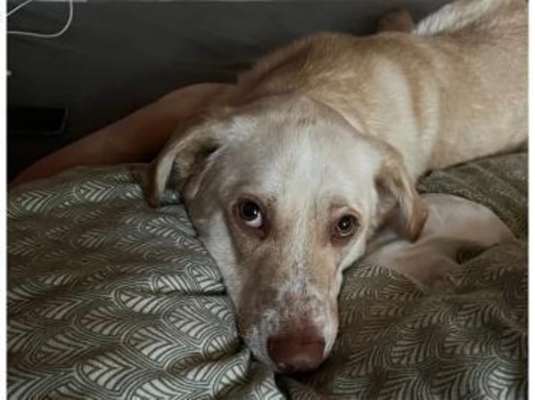 Roy - wartet in 32791 Lage