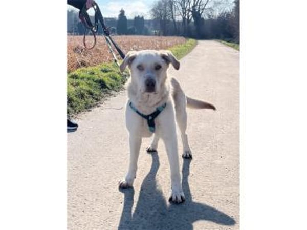 Roy - wartet in 32791 Lage