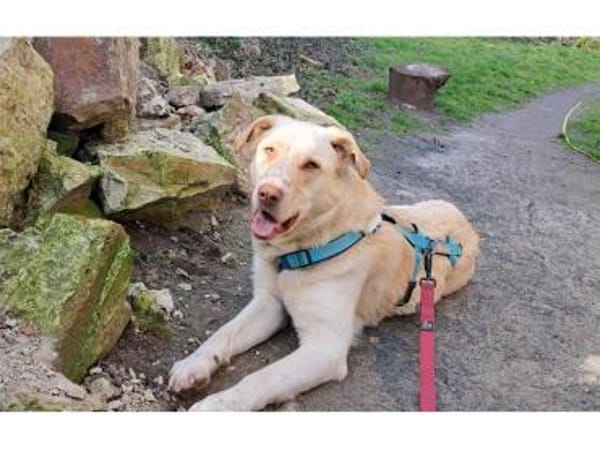 Roy - wartet in 32791 Lage