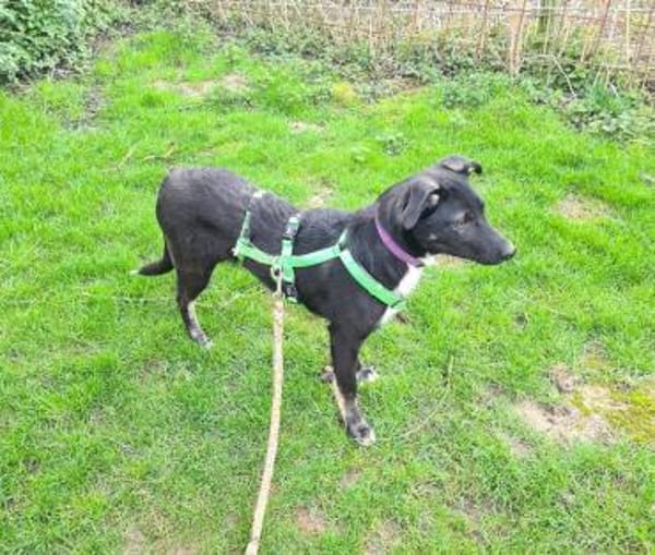 Sanfte Junghündin LUCY