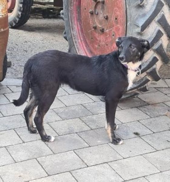 Sanfte Junghündin LUCY