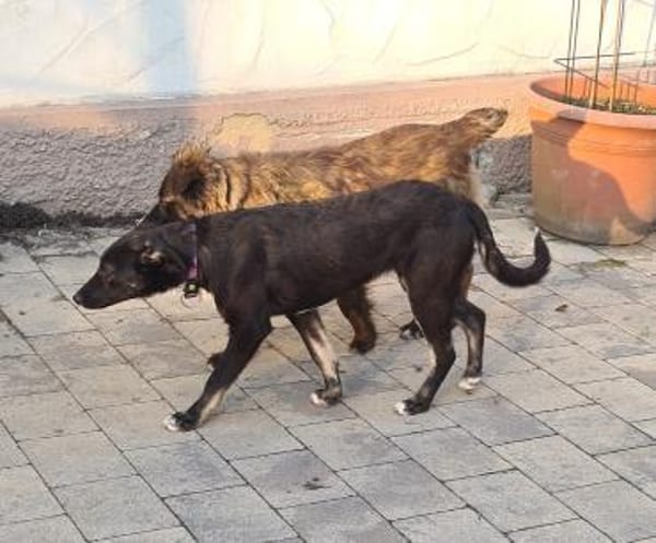 Sanfte Junghündin LUCY