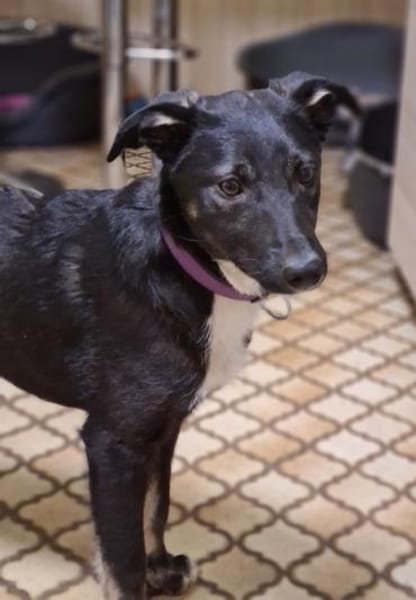 Sanfte Junghündin LUCY