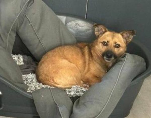 FIETE, kleiner Herzensbrecher