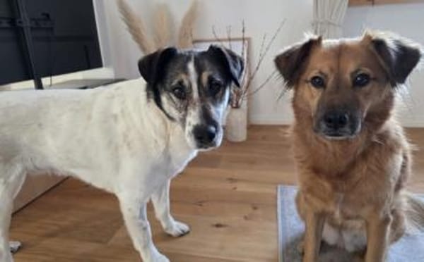 Wer schenkt Liam ein eigenes Zuhause?