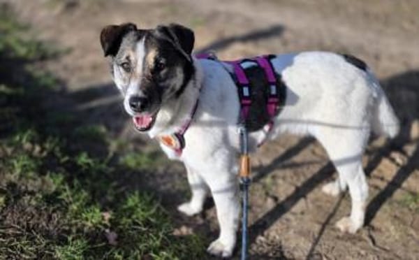 Wer schenkt Liam ein eigenes Zuhause?