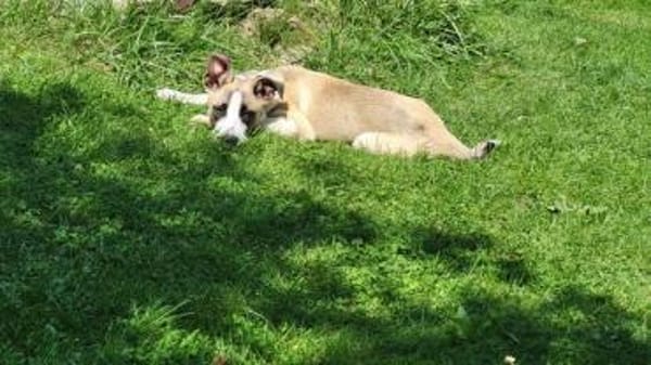 Wer schenkt Track ein Zuhause?