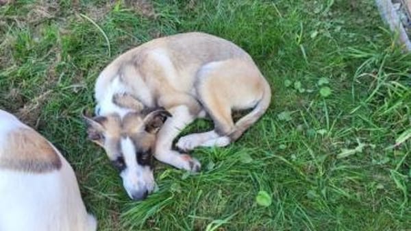 Wer schenkt Track ein Zuhause?