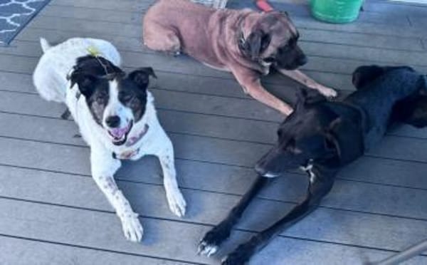 Cersei sucht Familienanschluss