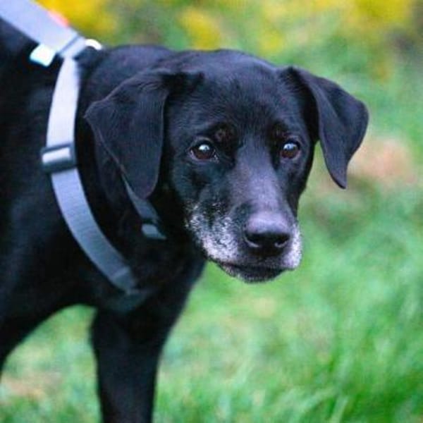 Remi - ist unkompliziert