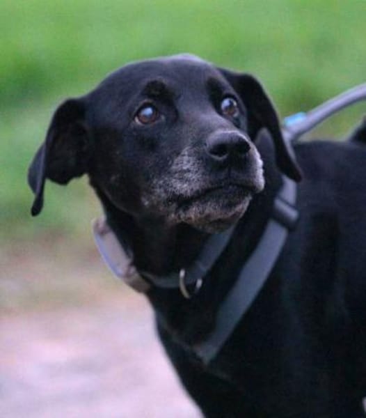 Remi - ist unkompliziert