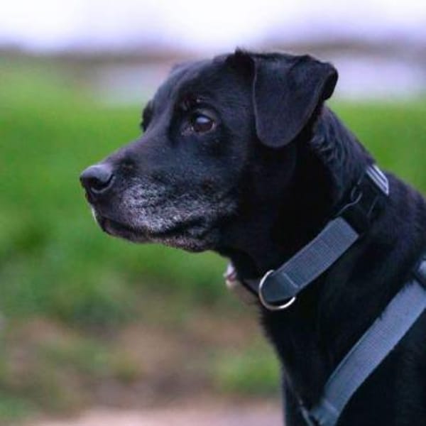 Remi - ist unkompliziert