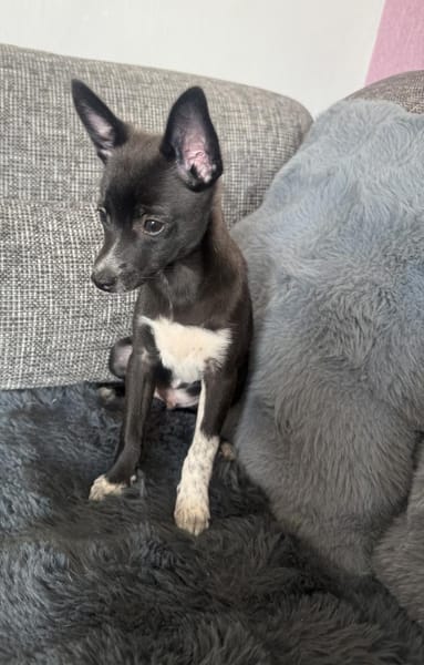 Frodo ein charmanter kleiner Kerl