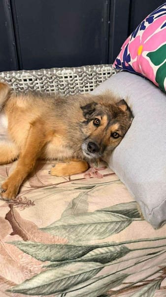 Candy, wie der Name sagt, zuckersüß