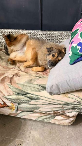 Candy, wie der Name sagt, zuckersüß