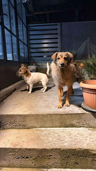 Candy, wie der Name sagt, zuckersüß