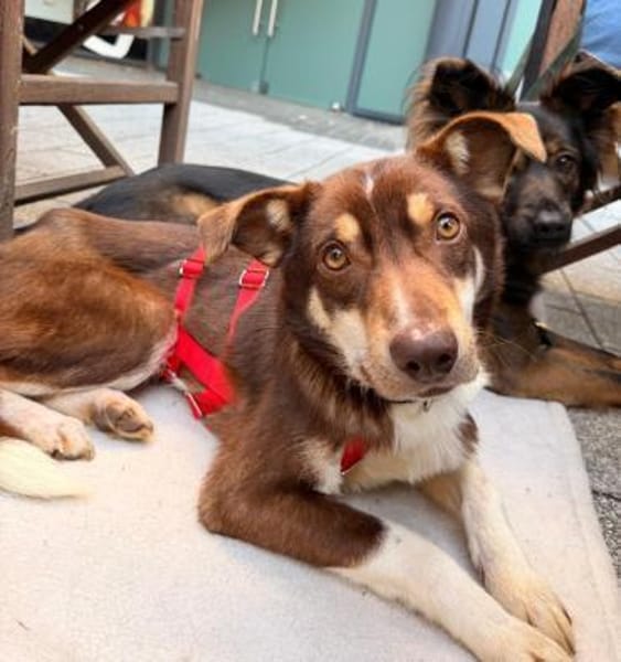 Emil - menschenbezogen, lieb - in DE