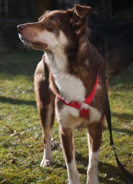 Emil - menschenbezogen, lieb - in DE