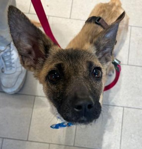 Alice - jung und neugierig - in DE