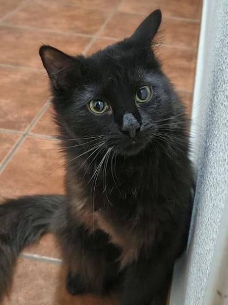 Sanfter Kater Merlin (1 Bein fehlt)