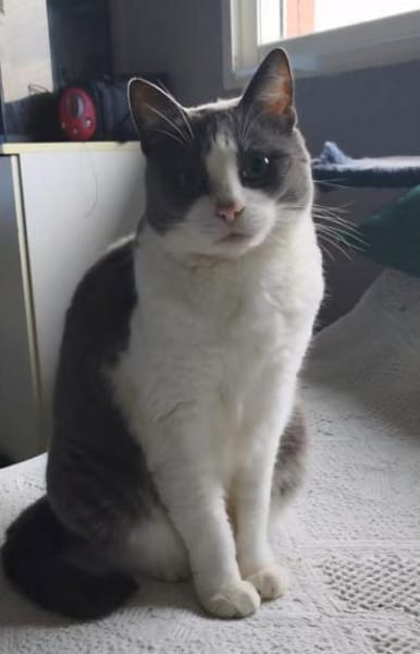 Liebevolle Katzen Falca (blind) u. Kinoa