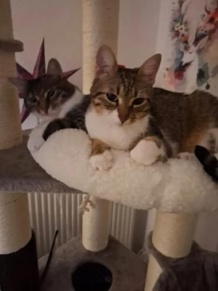 Filou & Valerian  verspieltes Dreamteam