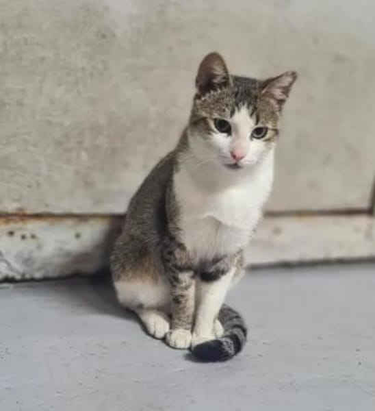 Filou & Valerian  verspieltes Dreamteam