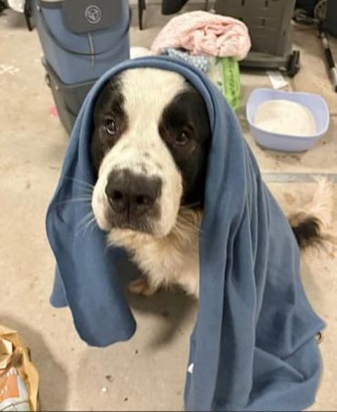 Filou-sucht ein liebevolles Zuhause