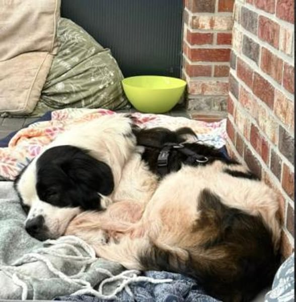 Filou-sucht ein liebevolles Zuhause