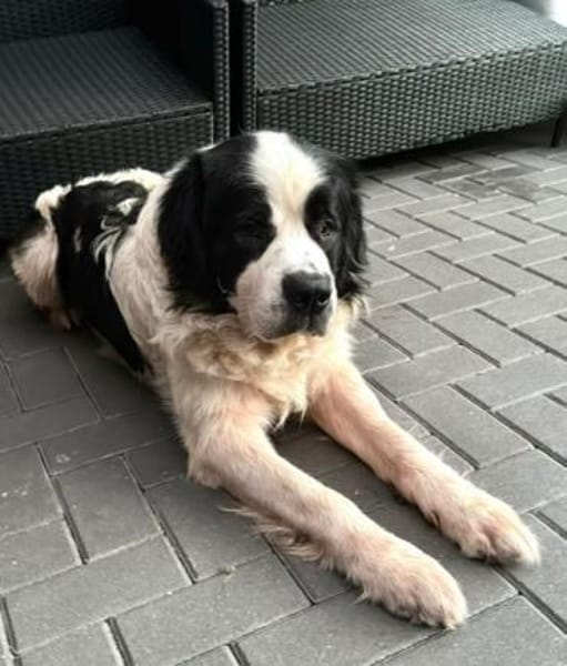 Filou-sucht ein liebevolles Zuhause