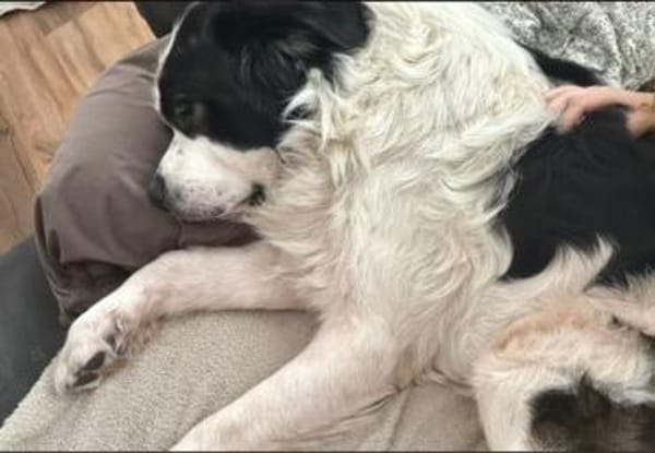 Filou-sucht ein liebevolles Zuhause