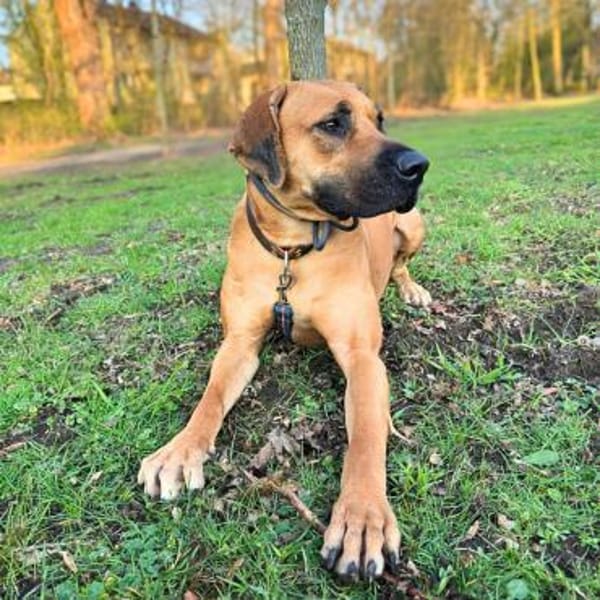 Karma - ist gut trainiert