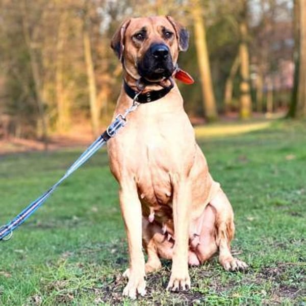 Karma - ist gut trainiert