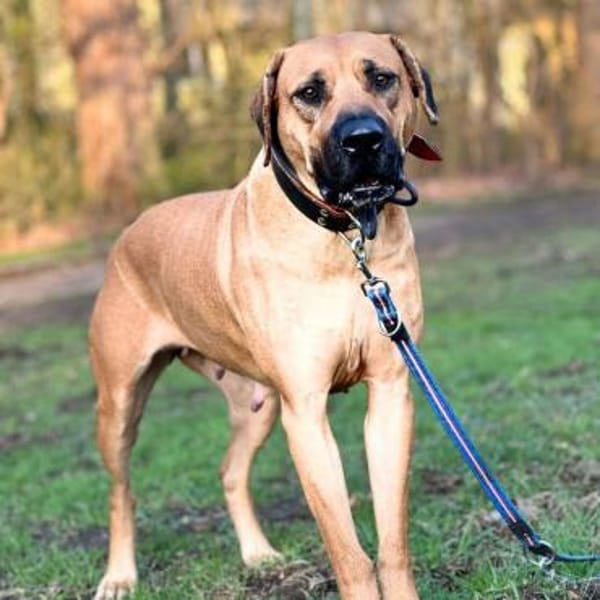 Karma - ist gut trainiert