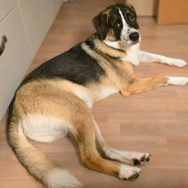 Soul - suchen ein ländl. Zuhause