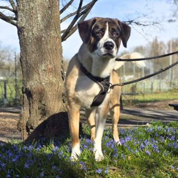 Soul - suchen ein ländl. Zuhause