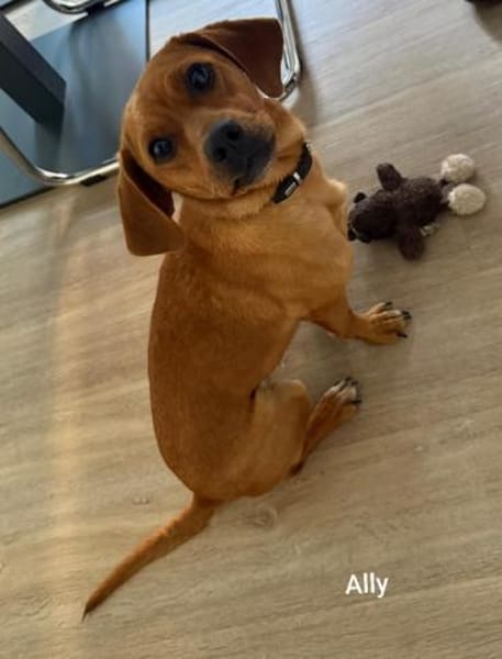 Kleine Ally - Mini Ridgeback