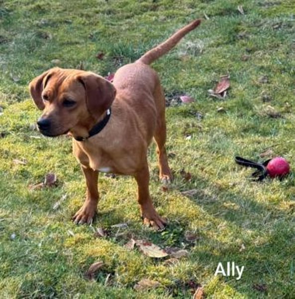Kleine Ally - Mini Ridgeback