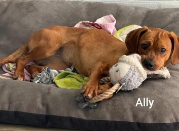 Kleine Ally - Mini Ridgeback