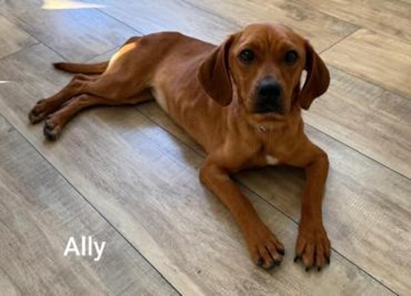Kleine Ally - Mini Ridgeback