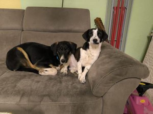 Glückshund LUKA 🍀❤ sucht 1 Zuhause