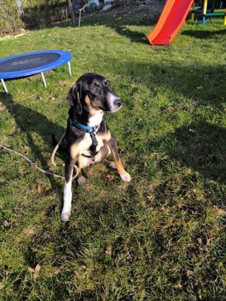 Glückshund LUKA 🍀❤ sucht 1 Zuhause