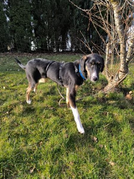 Glückshund LUKA 🍀❤ sucht 1 Zuhause