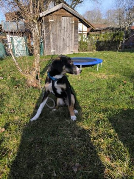 Glückshund LUKA 🍀❤ sucht 1 Zuhause