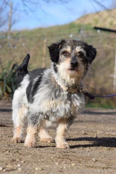 Violetta - freundlich & verschmust