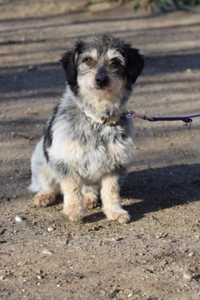 Violetta - freundlich & verschmust