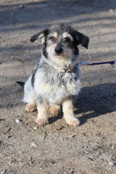 Violetta - freundlich & verschmust