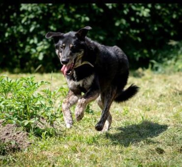 ROMKA - treueste Seele